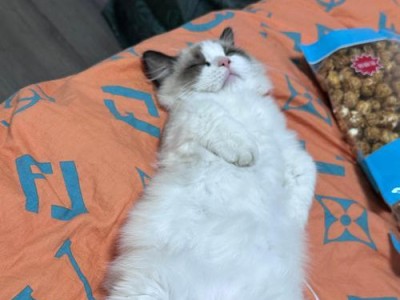布偶猫12个月了，尖嘴猴腮能否持续？（布偶猫成长过程中的外貌变化与性格特点）