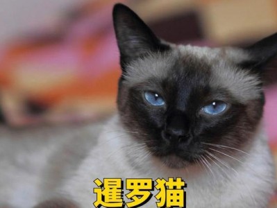 猫咪为什么踩奶还要咬？（揭秘猫咪踩奶和咬的原因及行为背后的意义）