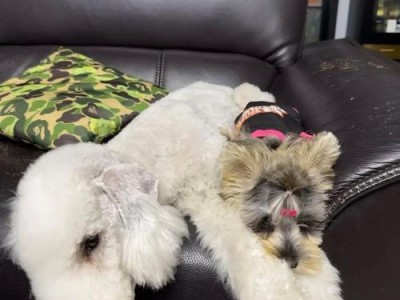 狗狗生命垂危（了解狗狗生命垂危的常见症状，助你及时救助）