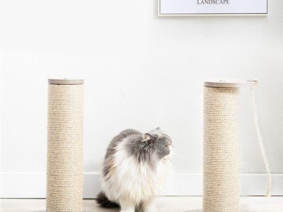 抓猫猫的好处（与猫猫共度快乐时光的益处）