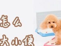 如何训练泰迪犬上厕所（从零开始教泰迪犬养成好习惯，让你的生活更轻松愉快）