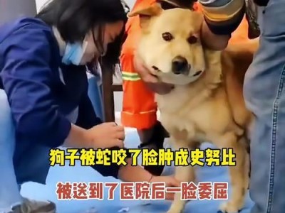 狗脸肿烂（了解狗脸肿烂的病因及有效的治疗方法）