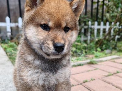 柴犬价格一览表（以柴犬价格表为参考，了解市场行情，购买最合理的柴犬）