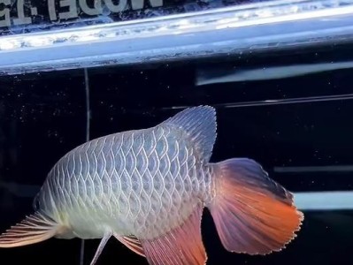 揭秘过背金龙鱼的奥秘（探寻过背金龙鱼背后的意义与传说）