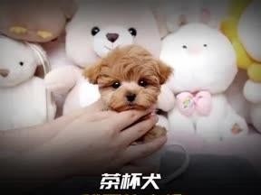 茶杯犬（小巧可爱、身体健康，但注意这些问题）