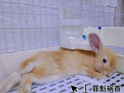 兔子为什么不喜欢吃兔粮？（探究兔子口味的变化与饮食习惯）