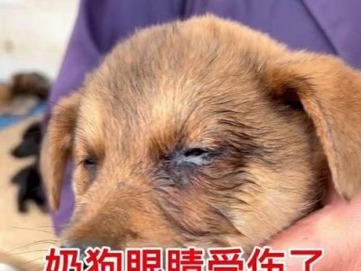 狗眼睛的神奇之处（探索狗眼睛的视觉和情感作用）
