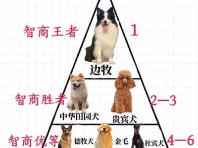 地球上智商最高的10种狗狗（揭秘狗狗智商排行榜及其训练难点）