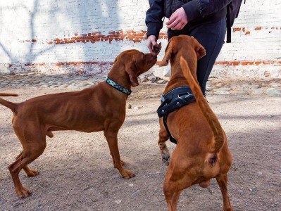 维兹拉犬的全面饲养指南（了解这个优秀的家庭宠物，让它成为你家的完美伙伴）