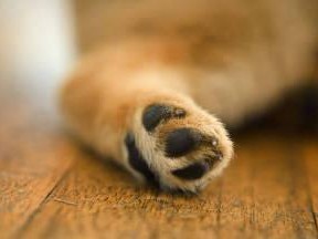 泰迪幼犬吐白沫的症状及应对措施（了解泰迪幼犬吐白沫的常见症状和预防措施）
