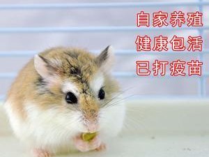 奶茶仓鼠的完美饲养指南（健康、幸福、愉悦的仓鼠生活）