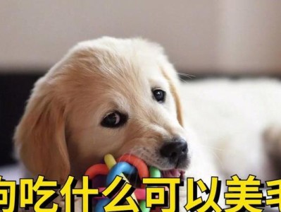 刚生完的狗狗该吃什么？（为你的狗狗提供适当的饮食是至关重要的）