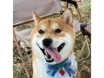 柴犬养护指南（细致关怀柴犬幸福成长）