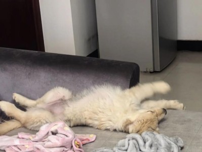 小狗在一个月内的睡眠时长（了解小狗的睡眠习惯和需求，让它健康快乐成长）