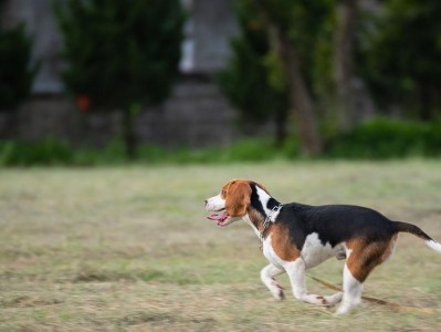 田野小猎犬的饲养方法（打造健康快乐的宠物生活）