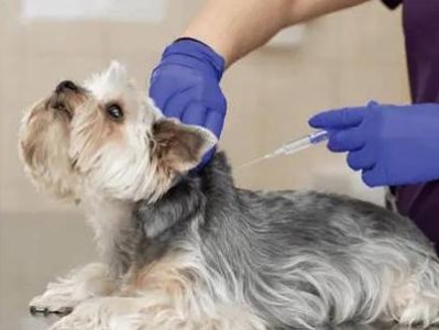 如何正确给宠物狗狗注射疫苗？（关于狗狗疫苗注射的注意事项，你需要知道的15个要点。）