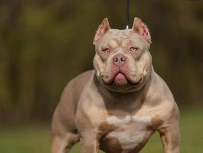 恶霸犬（探索恶霸犬的野性本能与人类亲密关系）