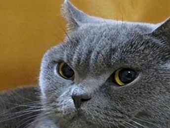探索世界上的42种宠物猫（了解各类猫咪的特点和魅力）