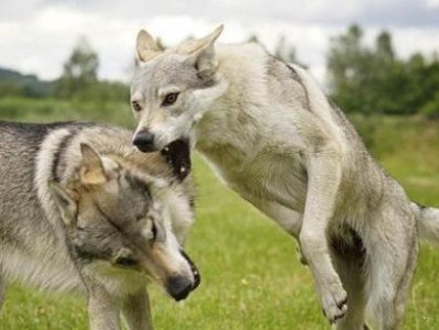 捷克狼犬饲养方法详解（如何养护健康又快乐的捷克狼犬？）