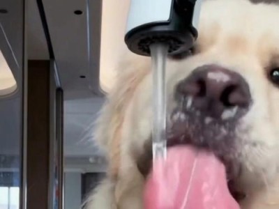 揭秘狗狗不喜欢喝水的原因（探索狗狗不喜欢喝水的内在机理，帮助它们建立良好的饮水习惯）