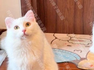 山东狮子猫与暹罗猫杂交的优势和魅力（探索独特宠物品种的新可能）