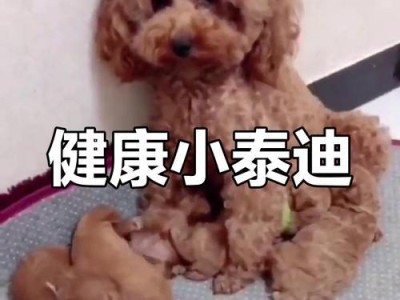 泰迪犬疫苗接种频率及注意事项（了解泰迪犬疫苗接种时间，守护毛孩健康）