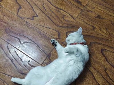 如何喂养流浪猫——给予它们健康的食物（细心呵护流浪猫，让它们健康快乐地生活）
