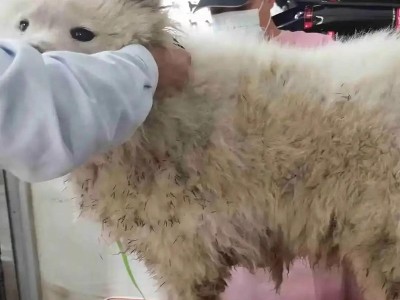 养一只萨摩耶需要多少钱?(萨摩耶养育费用详解及省钱技巧)