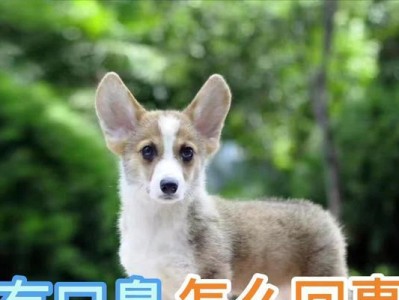 为什么两个月的狗会有口臭？（探究两个月狗狗口臭的原因及预防方法）