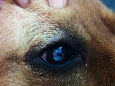 小狗眼周围的大疙瘩（探究小狗眼周围大疙瘩的原因及治疗方法）