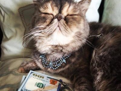 猫为什么喜欢守着钱？（揭秘猫对金钱的奇特情结）