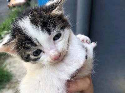 邻居家猫咪，它的爱与玩（邻居家的猫咪是我家的“小伙伴”）