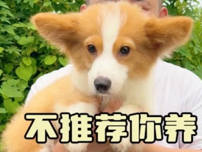 柯基犬（柯基犬的可爱与独特魅力，赢得了越来越多人的喜爱。）