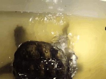 鳄龟不吃东西能活多久？（揭秘鳄龟如何生存无食之境）