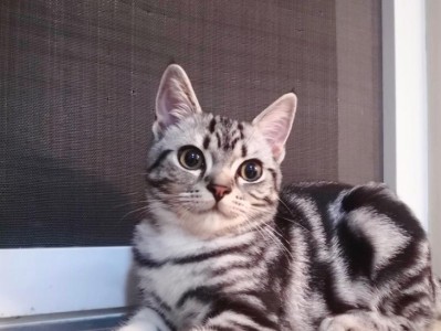 美国短毛猫的饲养方法（了解猫咪的基本特征，为饲养打下基础）