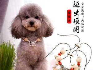 泰迪犬何时可以佩戴项圈？（泰迪犬颈部健康需注意的事项）