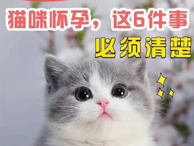 猫怀孕饮食指南（为您的孕猫提供适宜的营养）