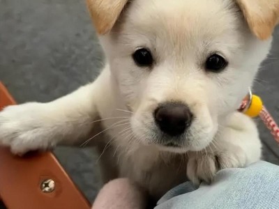 狗狗为什么要跟同类打架？（探究狗狗打架的原因与意义）