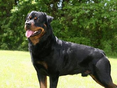 大型犬宠物狗的选择与养护（如何挑选适合家庭的大型犬）