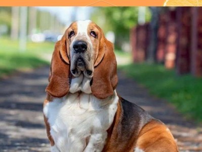 以巴吉度猎犬（忠诚、活力与专注——以巴吉度猎犬的优缺点）