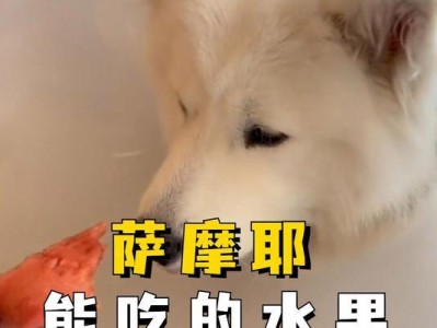 萨摩耶的补品选择及食物搭配（萨摩耶平时如何保持营养均衡）