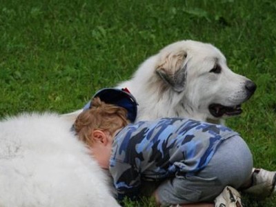 导致大白熊犬拉肚子的原因（宠物的饮食、生活和环境有哪些问题可能会导致大白熊犬拉肚子）