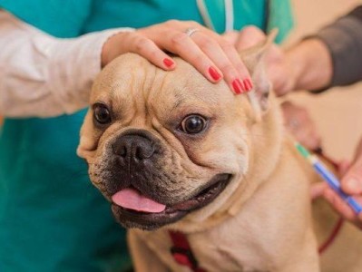 宠物狗狗的疫苗知识详解（了解疫苗的重要性，让宠物健康成长）