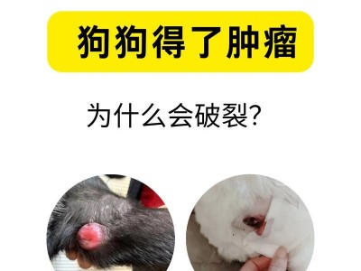 狗狗得肿瘤的原因与预防（探寻狗狗为何易患肿瘤以及有效预防方法）