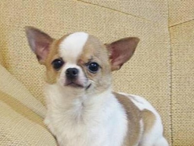 全球最小的狗品种及特点剖析（探秘世界上体型最小的犬种——吉娃娃犬）