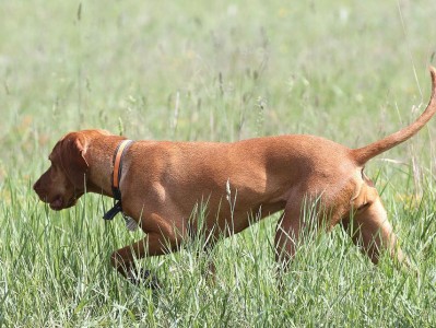 宠物家族新成员——以维兹拉犬的饲养方法（从选购到养护，助你打造完美维兹拉犬生活）