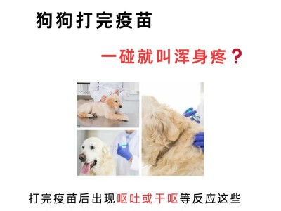 狗狗洗澡和打疫苗的正确频率（保持狗狗健康的关键-定期洗澡和打疫苗）
