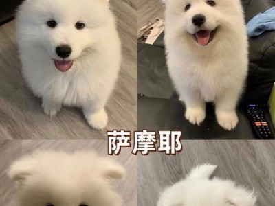 萨摩耶犬（探究萨摩耶犬的价格和性格特点，解读适合养殖的关键因素）