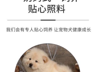 松狮幼犬成长之旅（探秘松狮幼犬的成长周期及关键发展阶段）