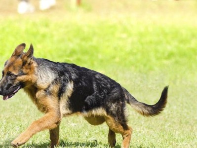 苏俄猎狼犬的饲养方法（培养忠诚、勇敢的伴侣）